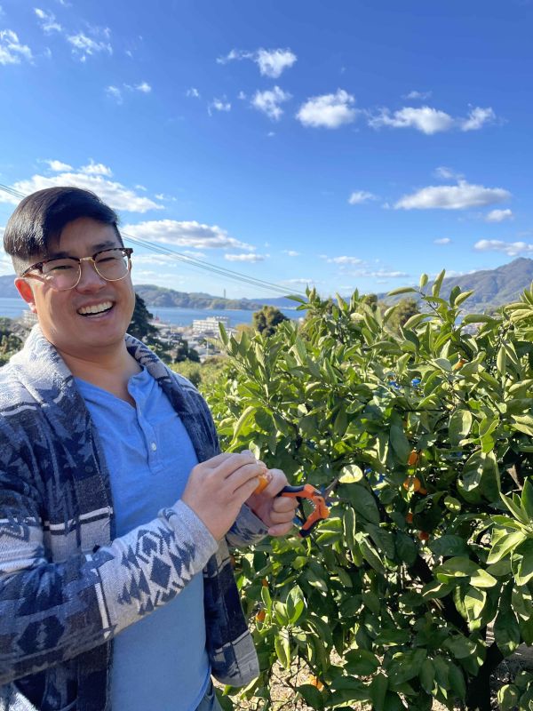 Clementine Picking