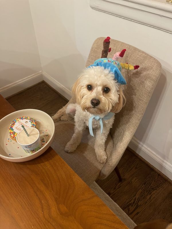 Celebrating Gus' First Birthday!